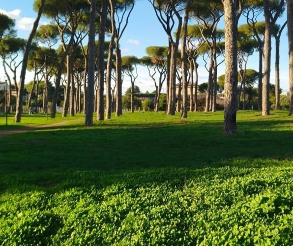 La Pineta Sacchetti non può vivere soltanto nelle emergenze